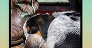 Hank joined the competition — help win amazing prizes! dog, puppy, sleeping, nap, tri_color, black_white_brown, curled_up, pet, animal, indoors, boot, footwear, window, wooden_surface, cozy, resting, portrait, social_media_screenshot, photography, home