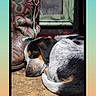 dog, puppy, sleeping, nap, tri_color, black_white_brown, curled_up, pet, animal, indoors, boot, footwear, window, wooden_surface, cozy, resting, portrait, social_media_screenshot, photography, home