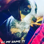 Hank is registered to the contest to win money with this photo: puppy, dog, pet, portrait, sitting, black_and_white, brown_markings, floppy_ears, blue_eyes, nose, fur, blanket, couch, indoor, social_media, screenshot, text_overlay, blue_heart, cute, animal