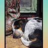 Hank joined the competition — help win amazing prizes! dog, puppy, sleeping, tricolor, black_and_white, brown, curled_up, indoors, wooden_floor, boot, cushion, window, portrait, pet, nap, resting, closeup, home, photograph, screenshot