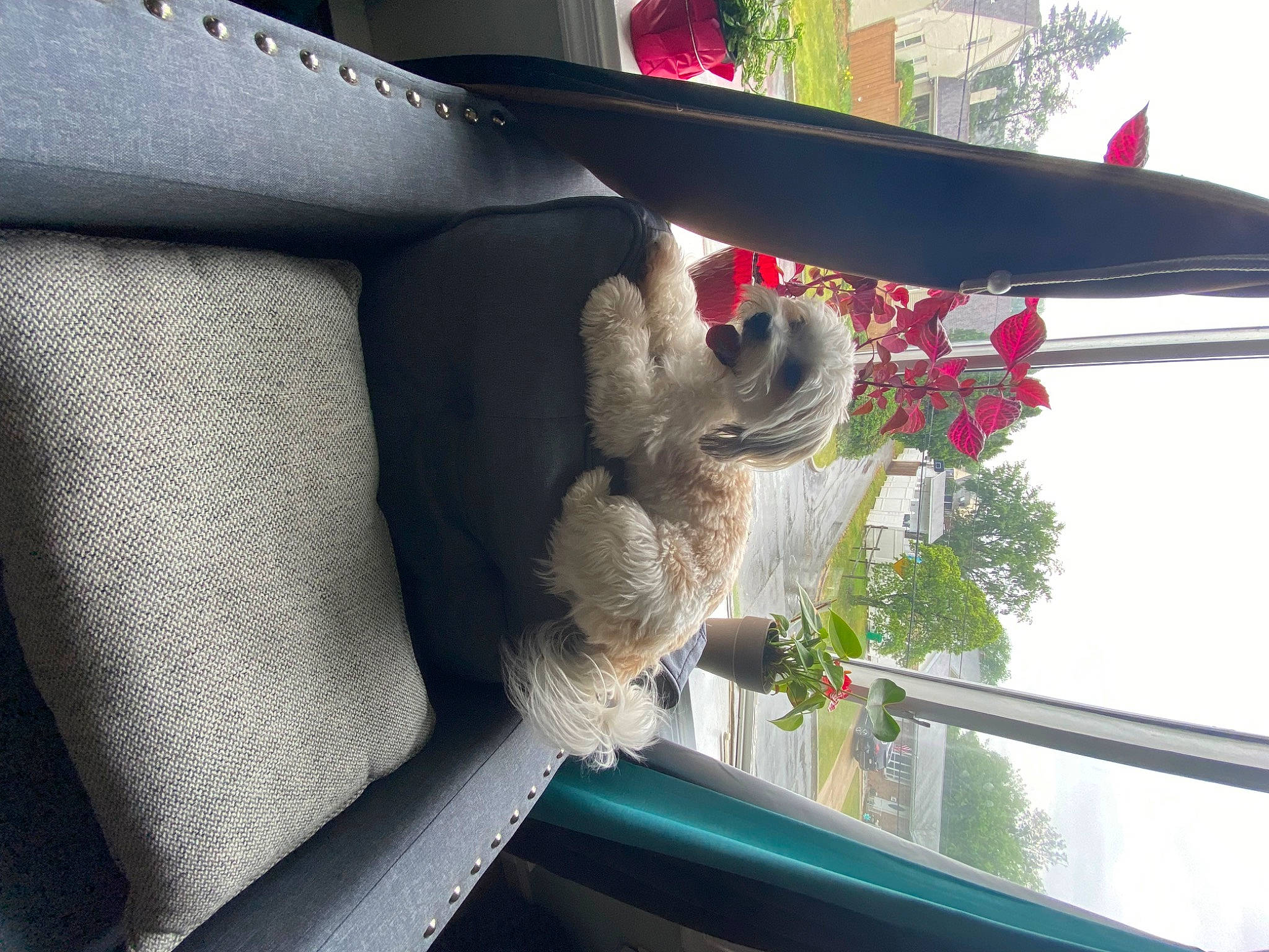 Layla joined the competition — help win amazing prizes! auto_part, automotive_exterior, automotive_window_part, building, car_seat_cover, carmine, carnivore, felidae, flower, fur, house, motor_vehicle, plant, shade, sky, tree, vehicle, vehicle_door, window, windshield