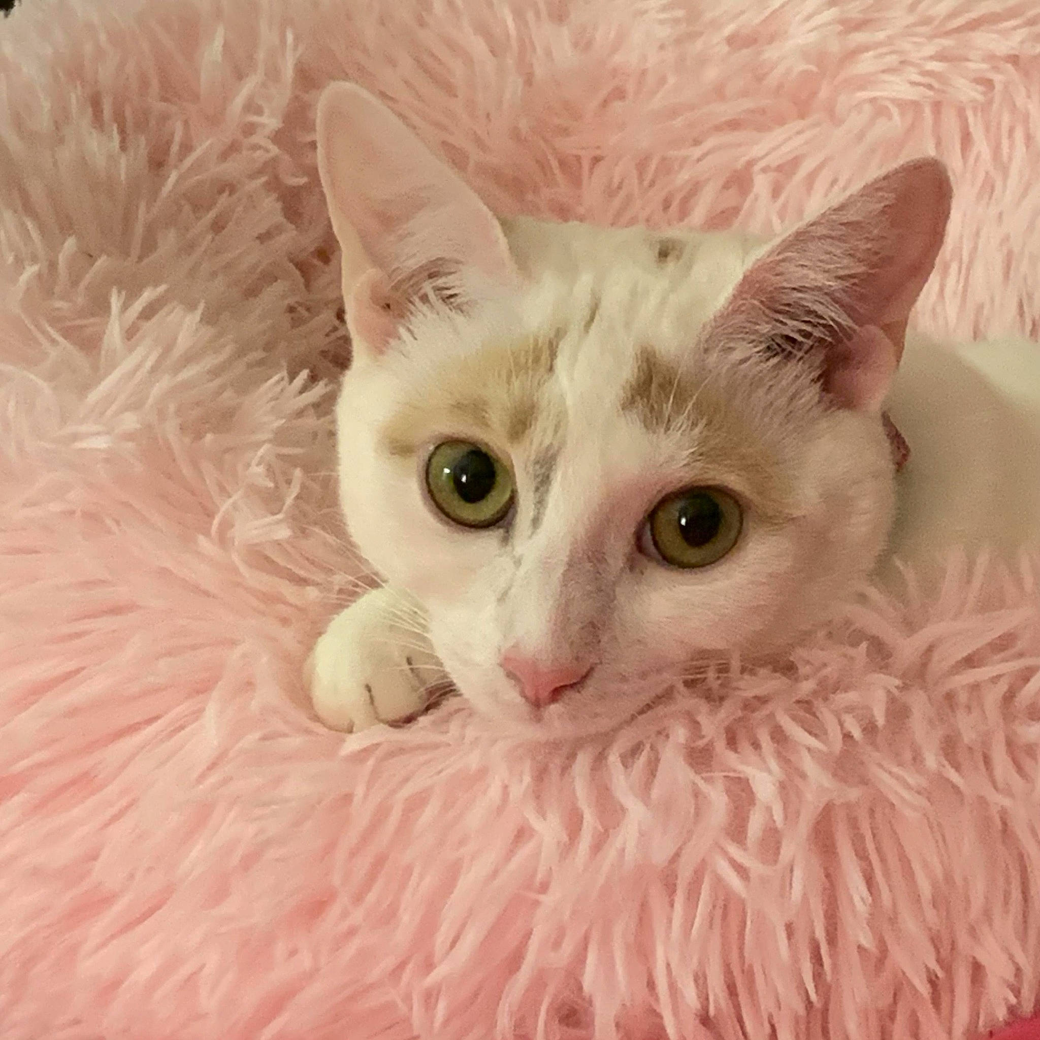 Bella is registered to the contest to win money with this photo: carnivore, cat, close_up, comfort, domestic_short_haired_cat, ear, eye, felidae, fur, head, paw, small_to_medium_sized_cats, snout, tail, whiskers