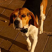 Sushi a rejoint le concours — aidez-le/la à gagner de superbes lots ! dog, beagle, pet, animal, walking, collar, brown, white, black, floor, tile, shadow, sunlight, outdoor, curious, ears, paws, closeup, canine, companion