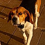 dog, beagle, pet, animal, walking, collar, brown, white, black, floor, tile, shadow, sunlight, outdoor, curious, ears, paws, closeup, canine, companion