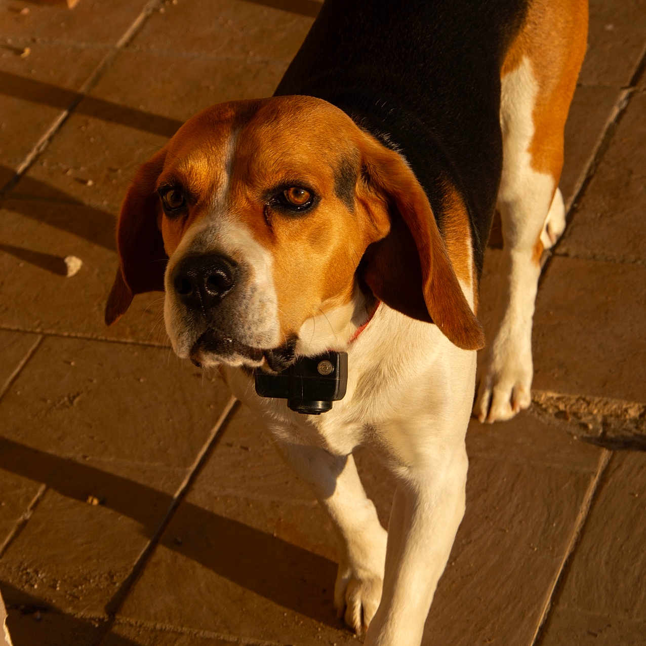 Sushi a rejoint le concours — aidez-le/la à gagner de superbes lots ! animal, beagle, black, brown, canine, closeup, collar, companion, curious, dog, ears, floor, outdoor, paws, pet, shadow, sunlight, tile, walking, white