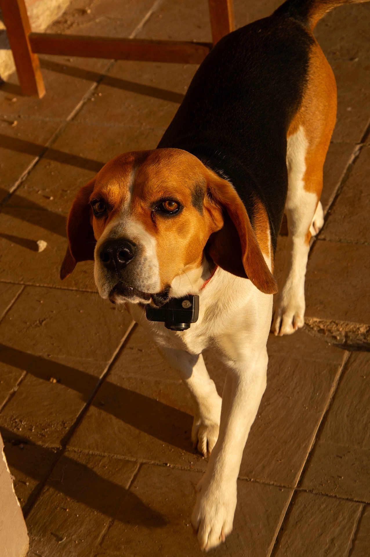 Sushi a rejoint le concours — aidez-le/la à gagner de superbes lots ! dog, beagle, pet, animal, walking, collar, brown, white, black, floor, tile, shadow, sunlight, outdoor, curious, ears, paws, closeup, canine, companion