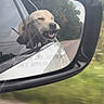 Remi is registered to the contest to win money with this photo: animal, canine, car, car_exterior, carmirror, dog, goldenretriever, labradorretriever, mirror, pet, photography, policedog, puppy, transportation, vehicle