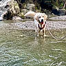 Remi joined the competition — help win amazing prizes! animal, canine, creek, dog, goldenretriever, hound, land, leash, nature, outdoors, pet, plant, pond, puppy, rainforest, rock, stream, tree, vegetation, water