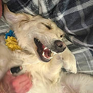 Remi joined the competition — help win amazing prizes! animal, ball, blanket, bodypart, canine, dog, eskimodog, face, head, hound, husky, mouth, person, pet, photography, portrait, puppy, sport, teeth, whitedog