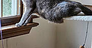 Tomato is registered to the contest to win money with this photo: animal, cat, cat_tree, ears, eyes, feline, fur, gray_cat, home, indoor, natural_light, pet, portrait, scratching_post, standing, stretching, toy, whiskers, window, windowsill
