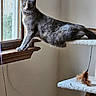 Tomato joined the competition — help win amazing prizes! animal, cat, cat_tree, ears, eyes, fur, gray_cat, home, indoor, long_body, natural_light, pet, portrait, scratching_post, standing, stretching, toy, whiskers, window, windowsill