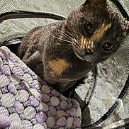 Tomato is registered to the contest to win money with this photo: animal, black, blanket, brown, carrier, cat, cozy, cuddly, ears, eyes, face, feline, fur, indoor, kitten, mesh, pet, purple, tortoiseshell_cat, whiskers