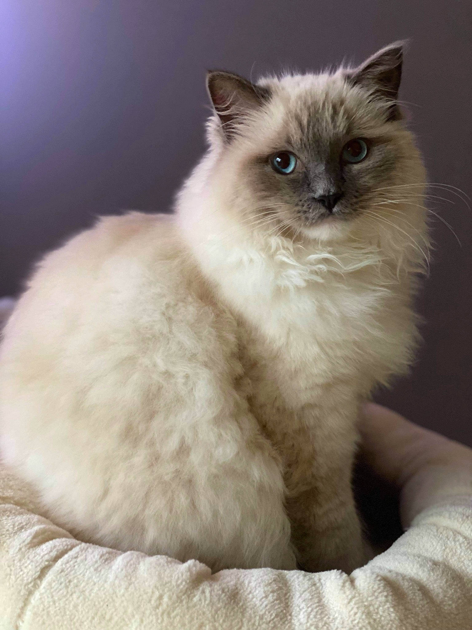 Roméo a rejoint le concours — aidez-le/la à gagner de superbes lots ! balinese, birman, carnivore, cat, claw, eye, fawn, felidae, fur, iris, paw, ragdoll, siamese, small_to_medium_sized_cats, snout, tail, terrestrial_animal, thai, whiskers, window