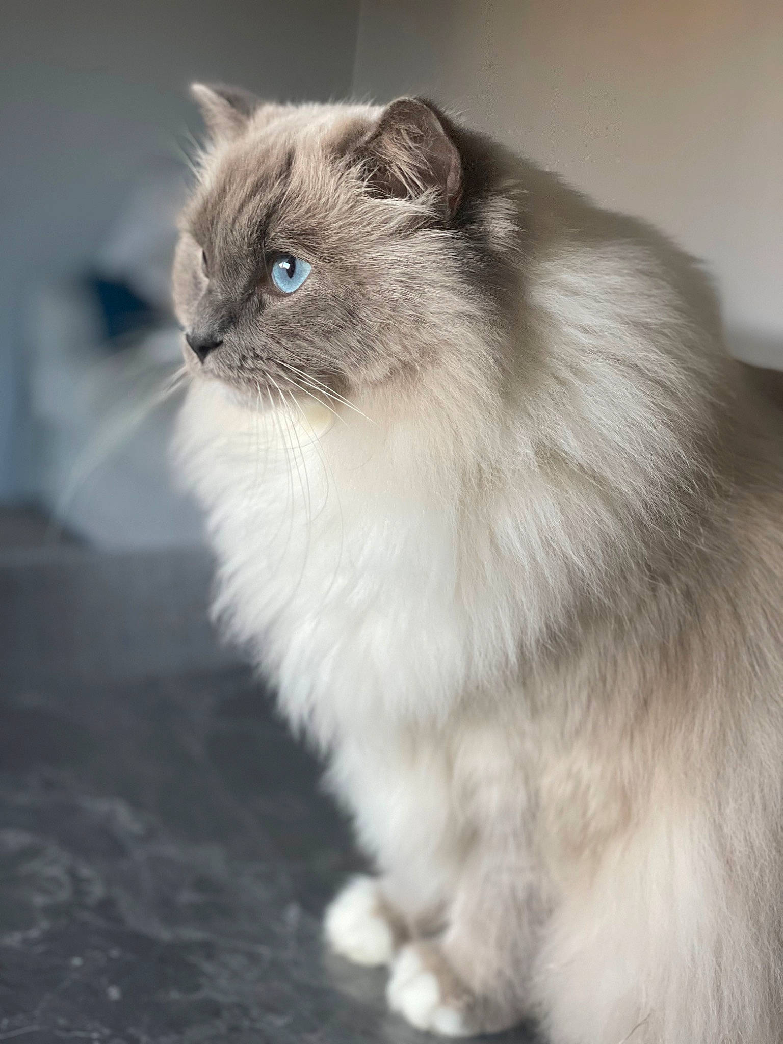 Roméo participe au concours pour gagner de l'argent avec cette photo : birman, box, carnivore, cat, curious, domestic_short_haired_cat, eye, fawn, felidae, fur, iris, ragdoll, siamese, sitting, small_to_medium_sized_cats, snout, tail, terrestrial_animal, whiskers, window