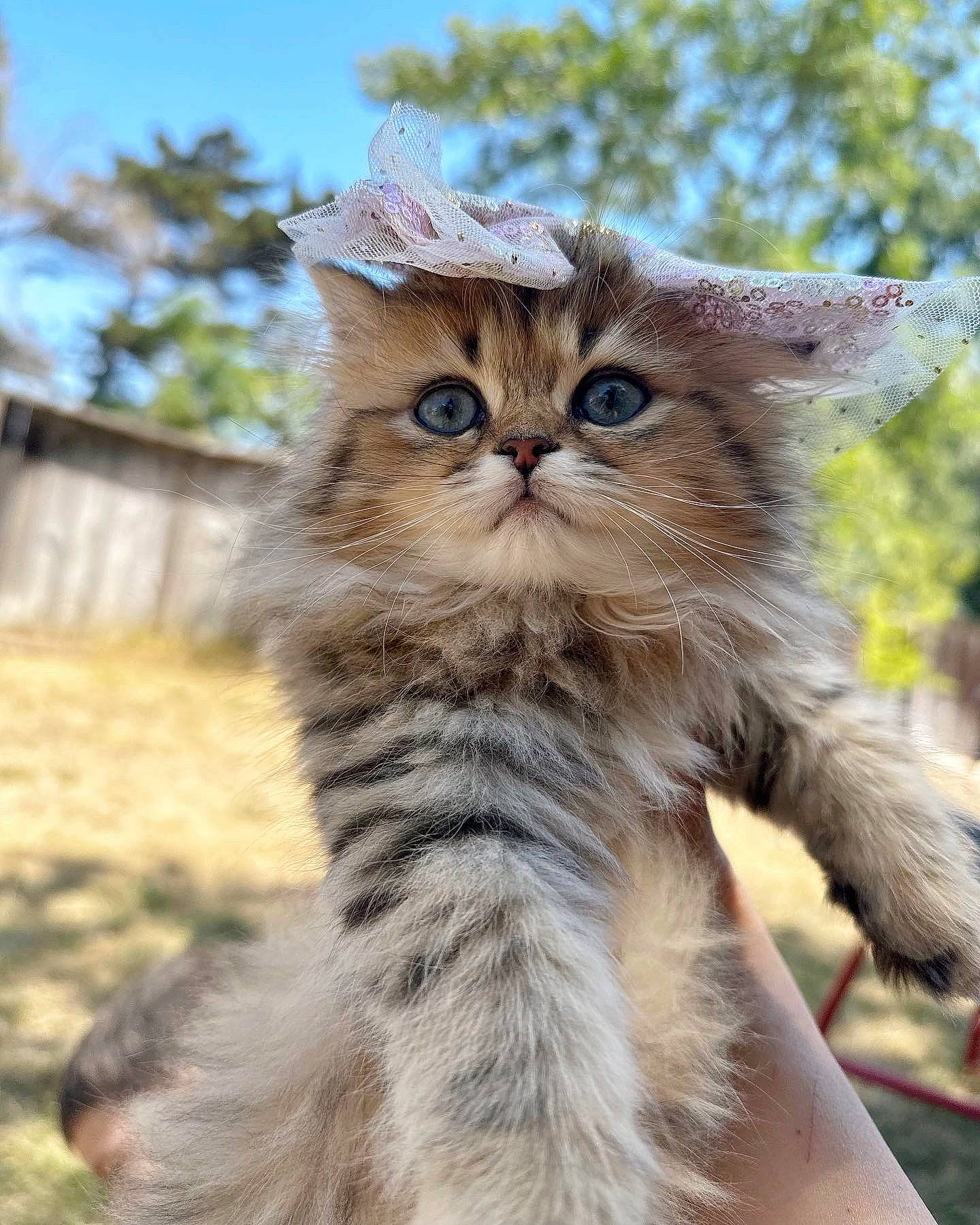 Candy joined the competition — help win amazing prizes! british_longhair, carnivore, cat, domestic_short_haired_cat, fawn, felidae, fur, grass, plant, sky, small_to_medium_sized_cats, snout, tail, terrestrial_animal, tree, whiskers, wildlife