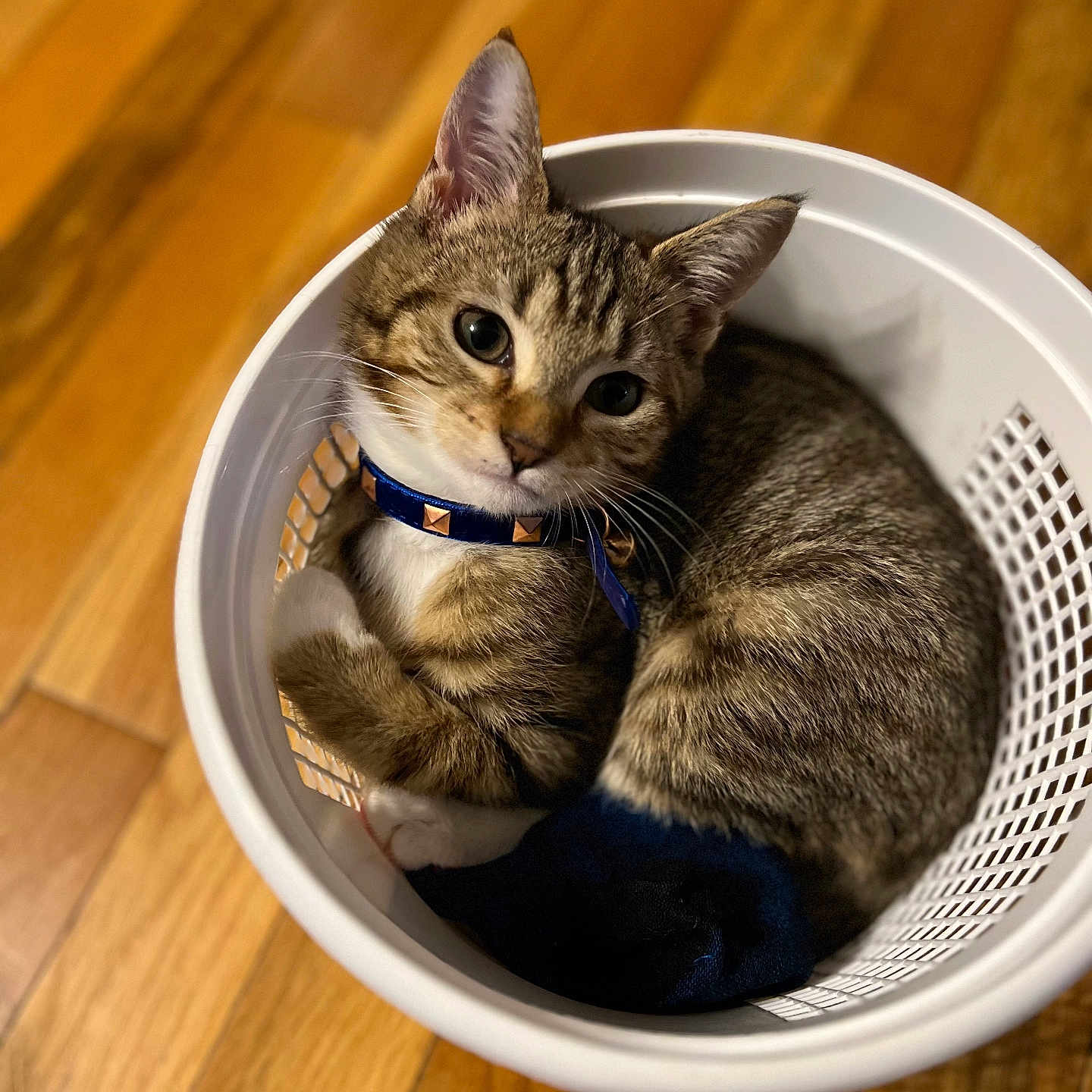 Saber joined the competition — help win amazing prizes! cat, collar, cozy, curious, cute, domestic_animal, ears, fur, indoor, kitten, laundry_basket, looking_up, paws, pet, resting, small, tabby, whiskers, wooden_floor, young