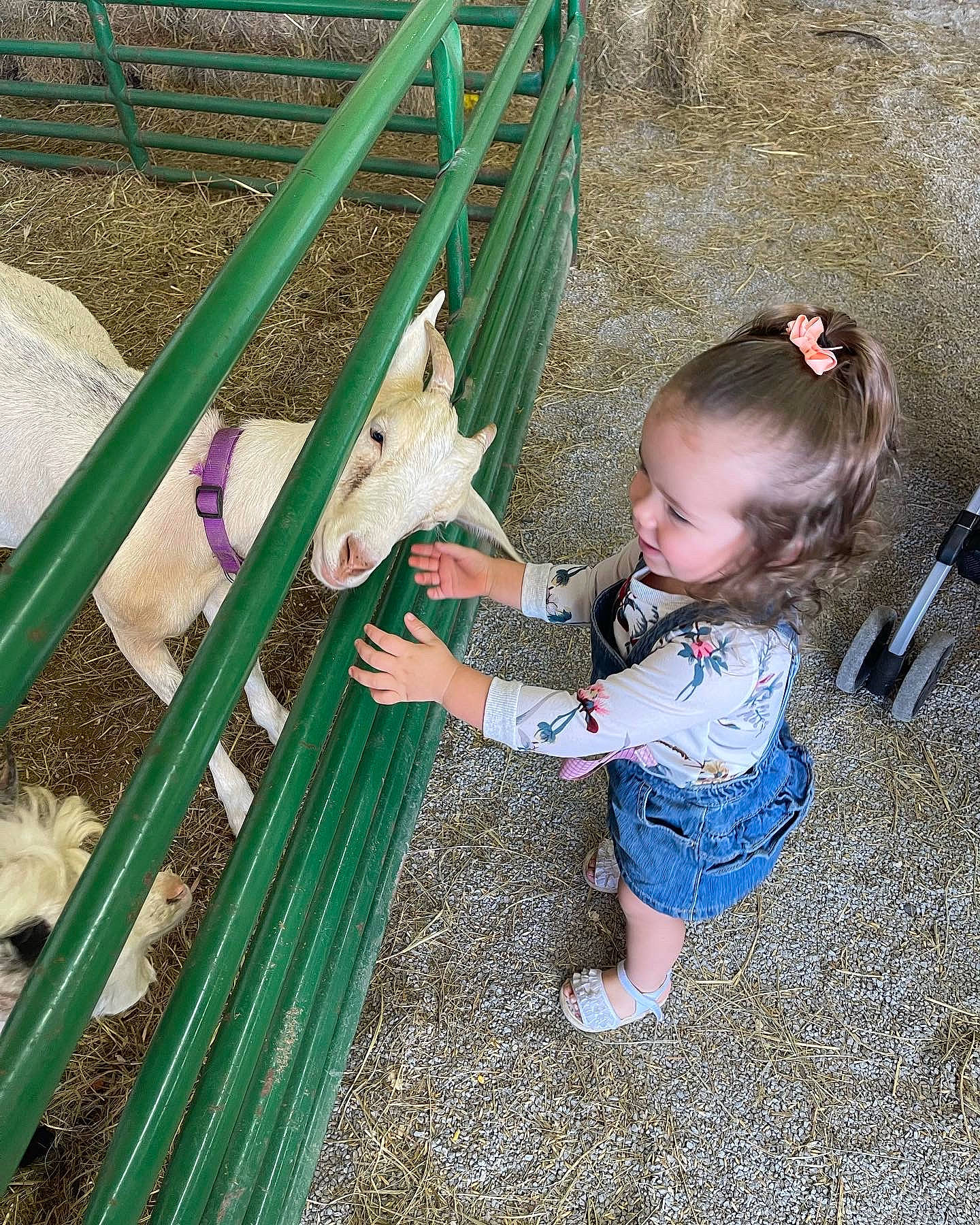 Tatum joined the competition — help win amazing prizes! baby, baby_products, baby_toddler_clothing, child, fence, fun, grass, leaf, leisure, pattern, people_in_nature, person, play, recreation, sitting, toddler, wood