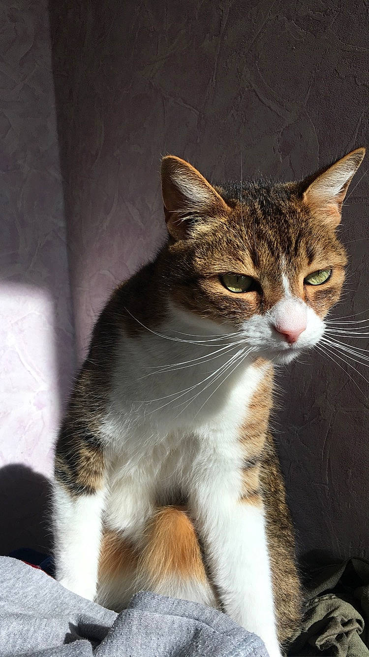 Leo a rejoint le concours — aidez-le/la à gagner de superbes lots ! aegean_cat, american_wirehair, arabian_mau, asian, carnivore, cat, chausie, domestic_short_haired_cat, dragon_li, european_shorthair, felidae, german_rex, mammal, polydactyl_cat, small_to_medium_sized_cats, snout, tabby_cat, whiskers