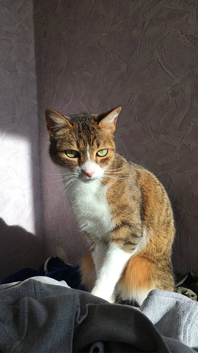 Leo participe au concours pour gagner de l'argent avec cette photo : aegean_cat, american_wirehair, arabian_mau, asian, australian_mist, carnivore, cat, domestic_short_haired_cat, dragon_li, european_shorthair, felidae, german_rex, mammal, small_to_medium_sized_cats, tabby_cat, vertebrate, whiskers