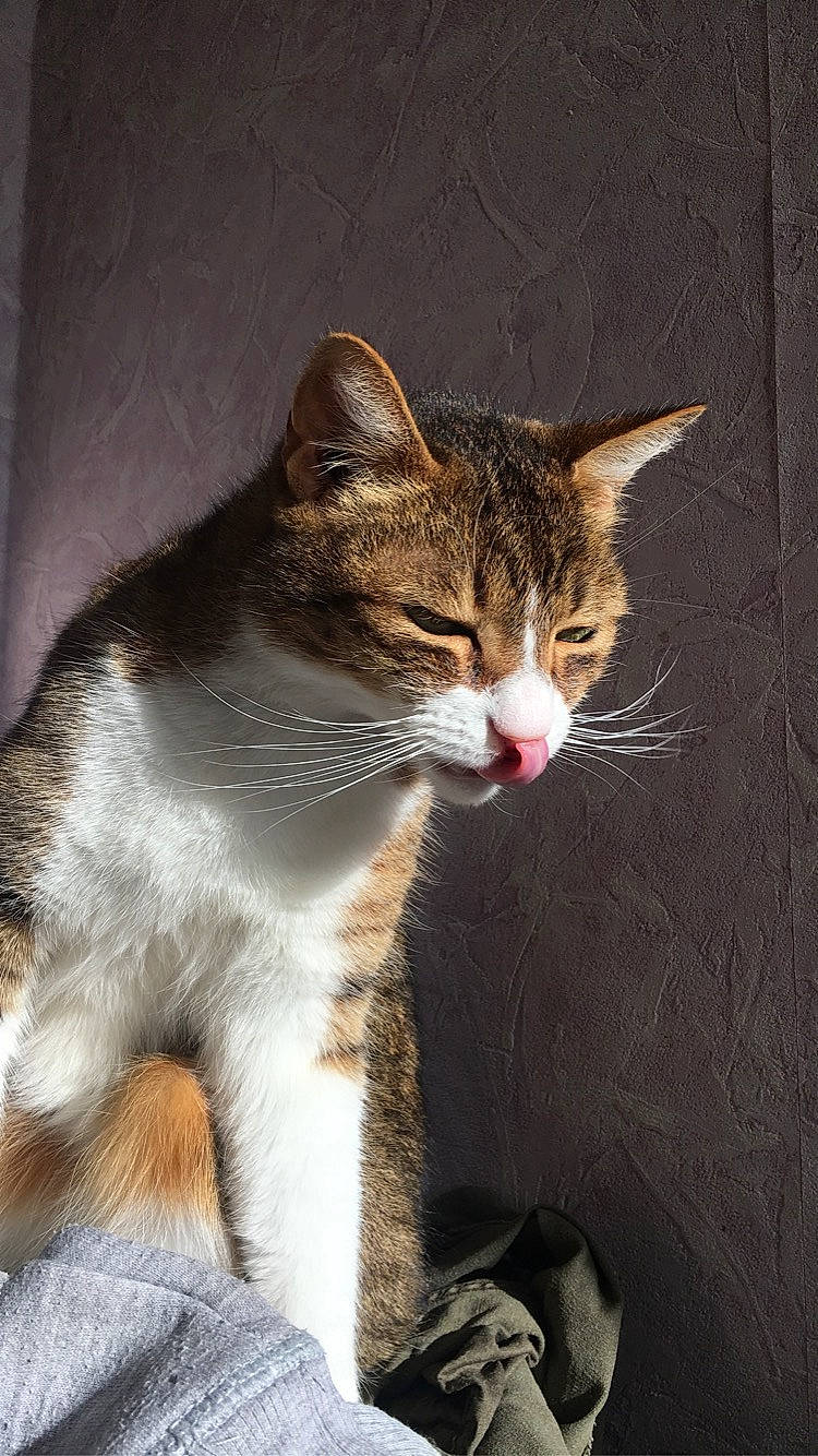 Leo a rejoint le concours — aidez-le/la à gagner de superbes lots ! aegean_cat, american_wirehair, arabian_mau, asian, carnivore, cat, domestic_short_haired_cat, dragon_li, european_shorthair, felidae, german_rex, kitten, mammal, small_to_medium_sized_cats, snout, tabby_cat, whiskers