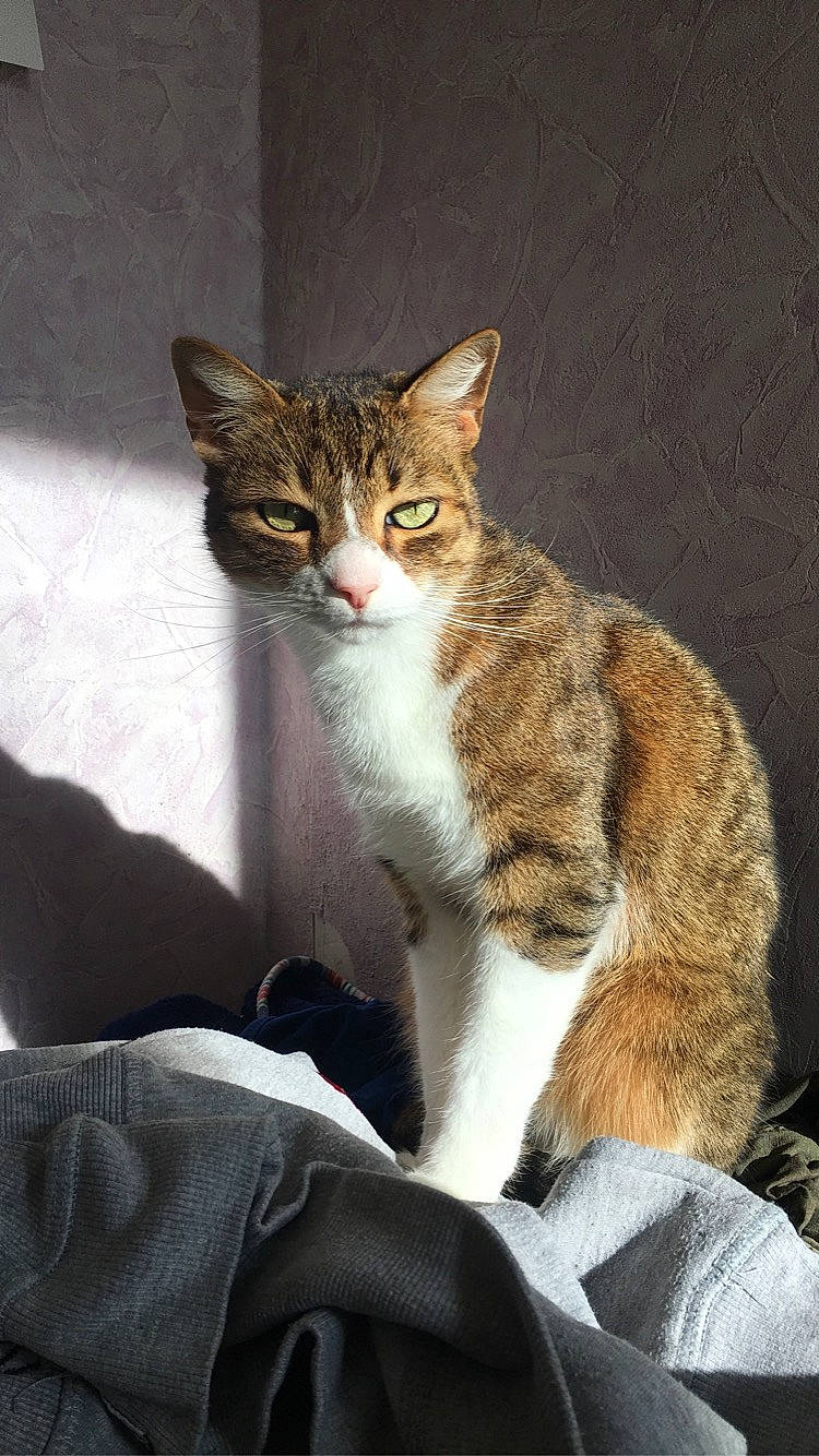 Leo participe au concours pour gagner de l'argent avec cette photo : aegean_cat, american_wirehair, arabian_mau, asian, carnivore, cat, domestic_short_haired_cat, dragon_li, european_shorthair, felidae, mammal, polydactyl_cat, small_to_medium_sized_cats, tabby_cat, whiskers