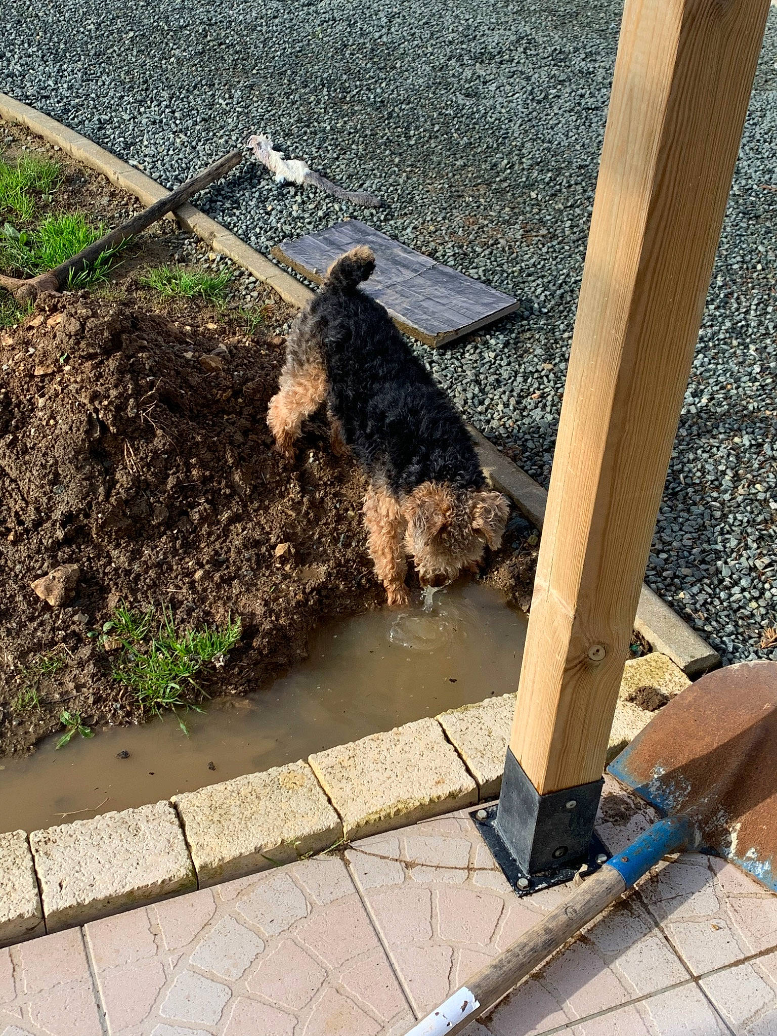 Pilou a rejoint le concours — aidez-le/la à gagner de superbes lots ! airedale_terrier, canidae, carnivore, dog, sporting_group, terrier, welsh_terrier