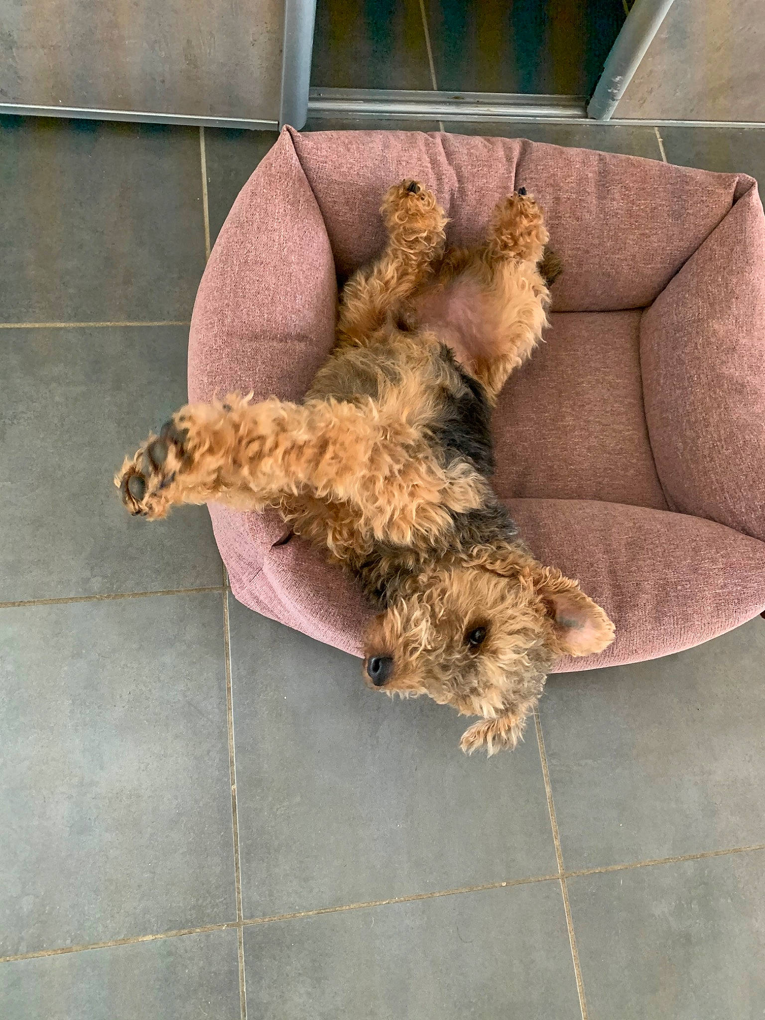 Pilou participe au concours pour gagner de l'argent avec cette photo : airedale_terrier, canidae, carnivore, dog, dog_breed, fur, glen_of_imaal_terrier, irish_terrier, lakeland_terrier, liver, norwich_terrier, puppy, sporting_group, terrier, welsh_terrier
