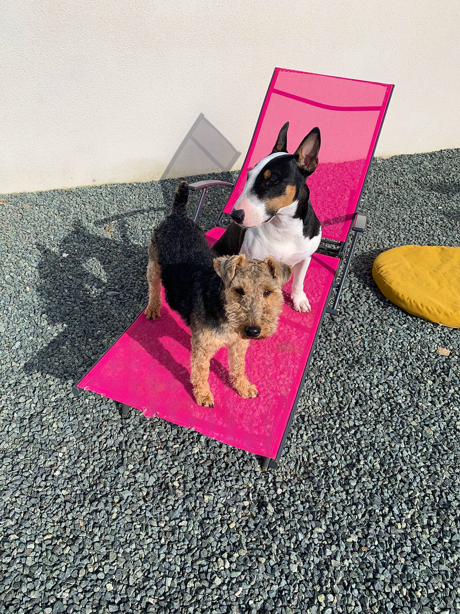 Pilou participe au concours pour gagner de l'argent avec cette photo : australian_shepherd, canidae, carnivore, chihuahua, dog, dog_breed, floor, flooring, magenta, mat, pembroke_welsh_corgi, pink, puppy, yorkshire_terrier