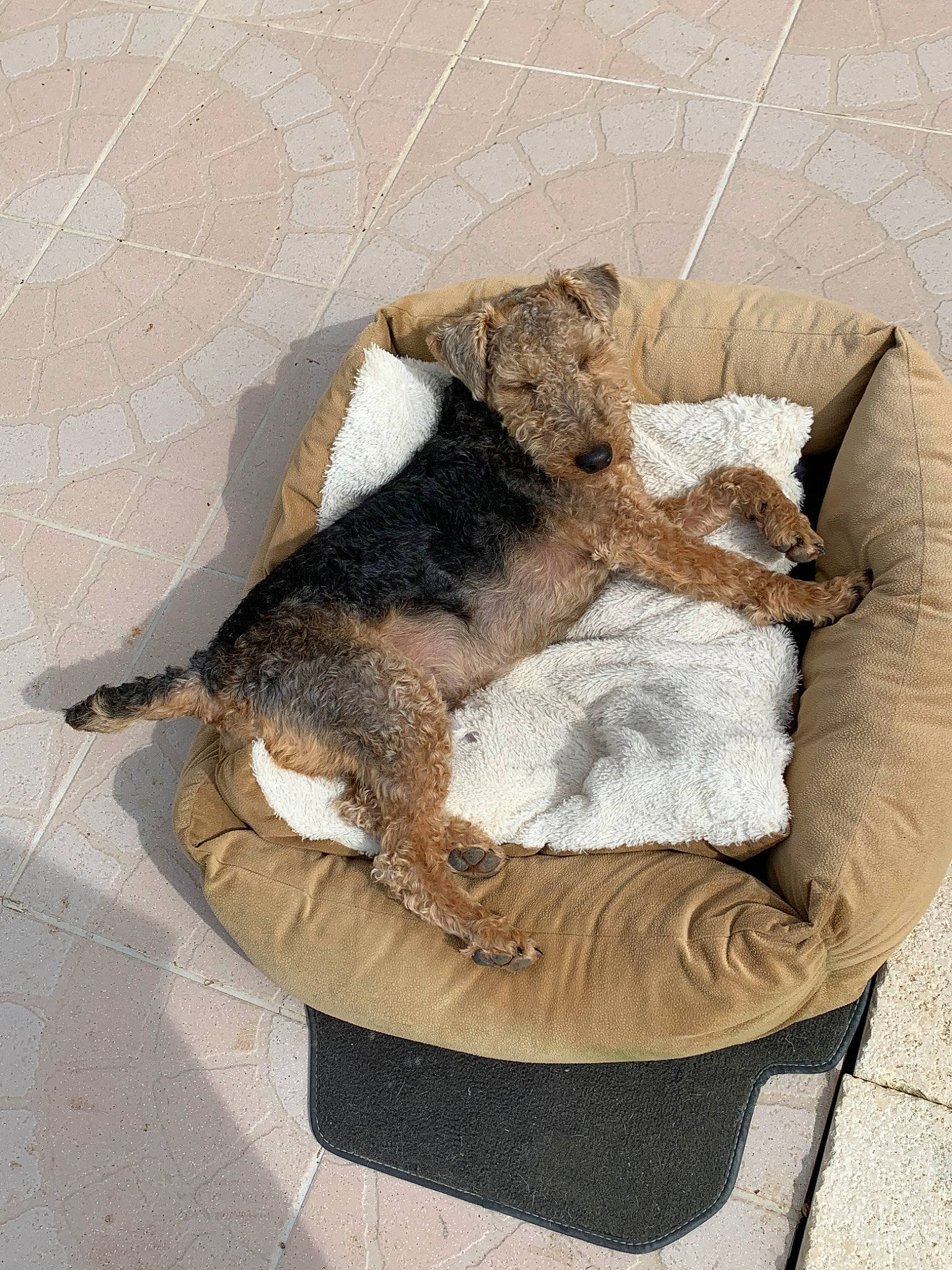 Pilou a rejoint le concours — aidez-le/la à gagner de superbes lots ! canidae, carnivore, cat, dog, felidae, fur, small_to_medium_sized_cats, tail