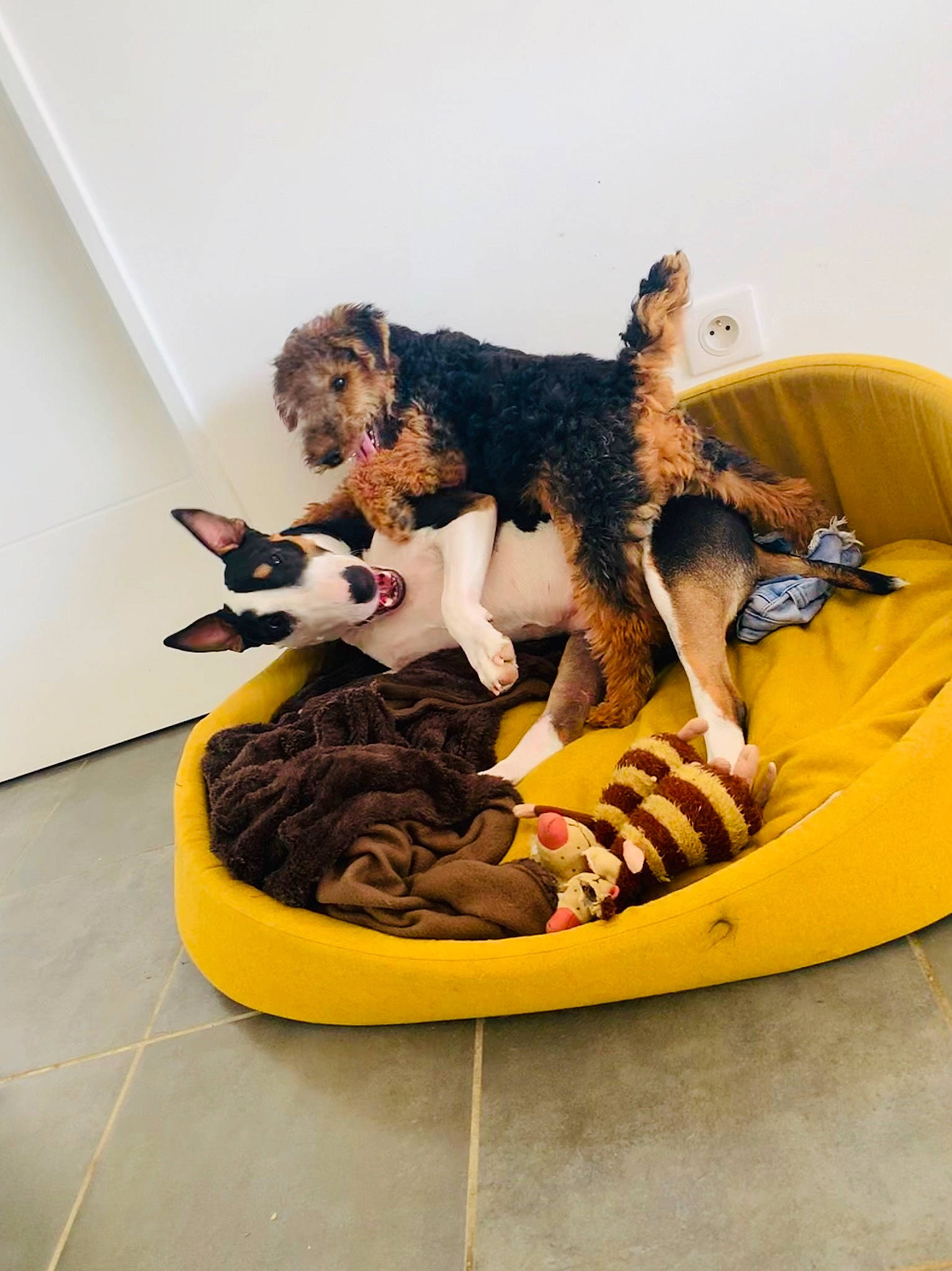 Only participe au concours pour gagner de l'argent avec cette photo : airedale_terrier, canidae, carnivore, companion_dog, dog, dog_breed, portuguese_water_dog, puppy, sporting_group, welsh_terrier