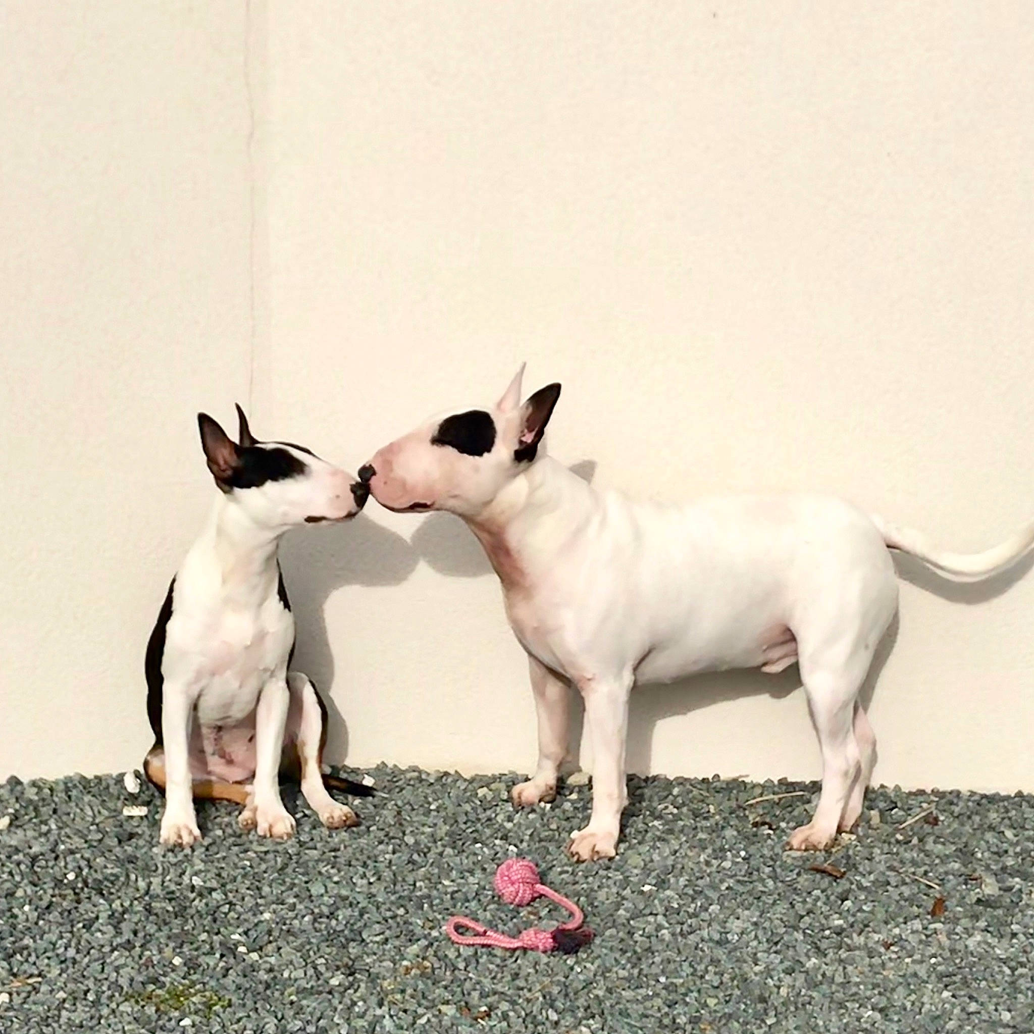 Only participe au concours pour gagner de l'argent avec cette photo : bull_and_terrier, bull_terrier, bull_terrier_miniature, canidae, carnivore, dog, dog_breed, english_white_terrier, fawn, french_bulldog, mammal, non_sporting_group, old_english_terrier, snout, tail, vertebrate