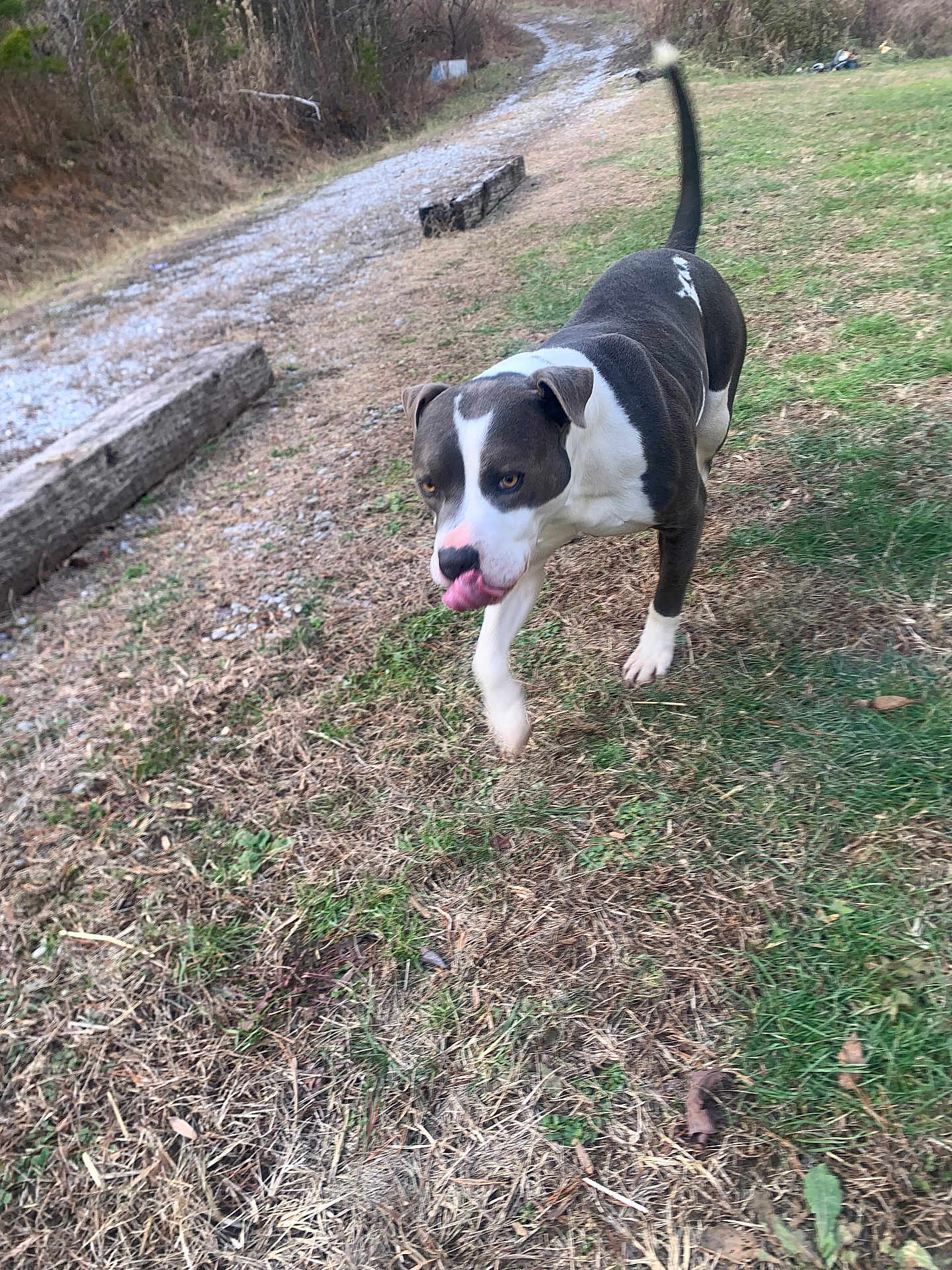 Drake is registered to the contest to win money with this photo: dog, animal, outdoor, grass, path, walking, black_and_white, tongue_out, pet, canine, nature, fur, ears, tail, snout, playful, daylight, field, ground, leaves