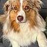 dog, australian_shepherd, fluffy, brown_eyes, white_fur, brown_fur, pet, canine, sitting, indoors, sofa, gray_couch, close_up, portrait, fur, animal, companion, cute, domestic_dog, relaxed