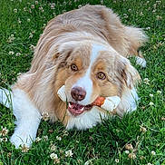 Zeus participe au concours pour gagner de l'argent avec cette photo : animal, canine, chewing, closeup, clover, dog, ears, eyes, fur, grass, greenery, happy, laying_down, nature, outdoor, pet, playful, rawhide_bone, snout, summer