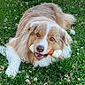 dog, grass, rawhide_bone, outdoor, pet, animal, clover, chewing, fur, laying_down, nature, greenery, happy, playful, canine, closeup, summer, snout, ears, eyes