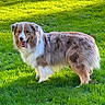 dog, outdoor, grass, greenery, sunlight, happy, tongue_out, fluffy, pet, animal, nature, canine, fur, playful, summer, daylight, mammal, friendly, walking, collar