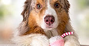 Zeus participe au concours pour gagner de l'argent avec cette photo : animal, australian_shepherd, brown, close_up, cute, dog, expression, fluffy, furry, indoor, looking, milkshake_toy, paw, pet, pink_toy, plush_toy, portrait, resting, soft_light, white