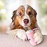 dog, australian_shepherd, fluffy, brown, white, pink_toy, plush_toy, milkshake_toy, paw, pet, cute, animal, portrait, indoor, soft_light, furry, close_up, expression, looking, resting