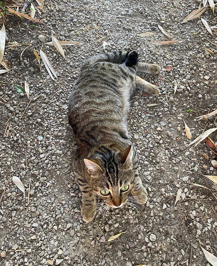 Bean participe au concours pour gagner de l'argent avec cette photo : asphalt, carnivore, cat, domestic_short_haired_cat, felidae, fur, grass, lynx, organism, paw, plant, road_surface, small_to_medium_sized_cats, snout, soil, tail, terrestrial_animal, tree, whiskers, wildlife