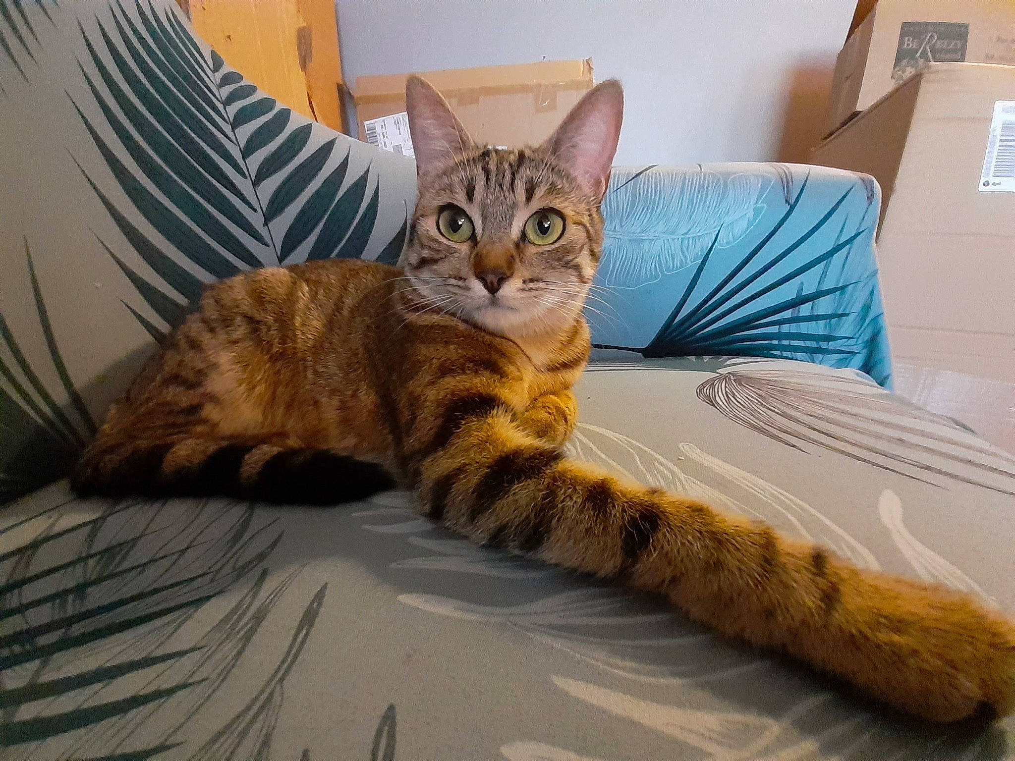 Bean participe au concours pour gagner de l'argent avec cette photo : bed, bedding, box, carnivore, cat, cat_supply, claw, comfort, domestic_short_haired_cat, felidae, fur, linens, paw, pet_supply, shipping_box, sitting, small_to_medium_sized_cats, snout, tail, whiskers