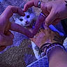 Nellya a rejoint le concours — aidez-le/la à gagner de superbes lots ! kitten, cat, hands, heart_shape, rings, bracelets, tattoo, carpet, purple_light, close_up, cute, pet, fingers, feline, indoor, small_animal, human_interaction, soft_fur, curious_eyes, cozy