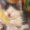 kitten, sleeping, cat, pet, fluffy, closeup, paw, feline, cute, domestic_animal, young_animal, resting, colorful_blanket, soft, fur, whiskers, pink_nose, adorable, cozy, animal