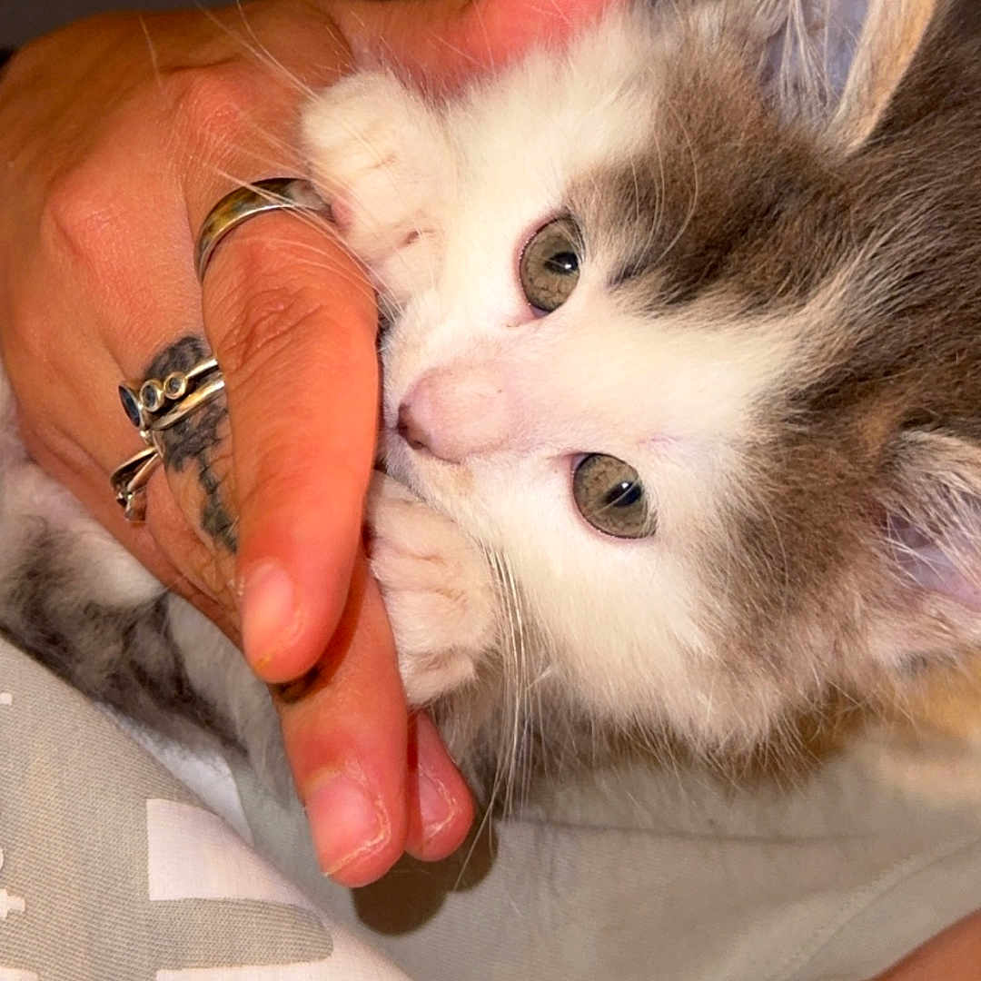 Nellya a rejoint le concours — aidez-le/la à gagner de superbes lots ! kitten, cat, hand, rings, tattoo, person, cute, fur, whiskers, claws, nibbling, closeup, indoor, pet, animal, feline, soft, adorable, playing, human