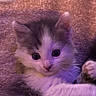 Nellya a rejoint le concours — aidez-le/la à gagner de superbes lots ! kitten, cat, animal, pet, fluffy, fur, eyes, cute, small, indoor, blanket, purple_light, closeup, whiskers, paw, young, mammal, feline, resting, soft