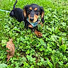 puppy, dog, black_and_tan, long_eared, dachshund, harness, outdoor, grass, clover, meadow, garden, greenery, leaves, fallen_leaf, portrait, closeup, sitting, lying_down, cute, animal