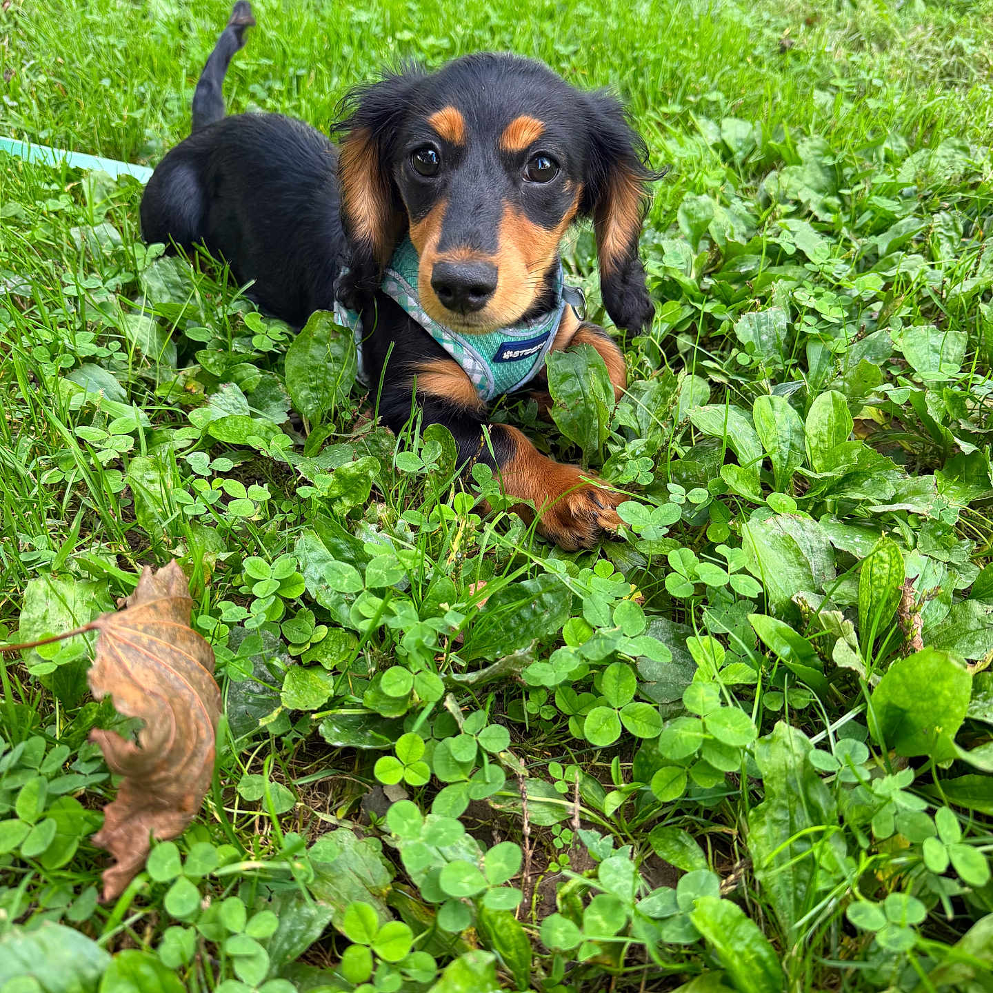 Otis is registered to the contest to win money with this photo: puppy, dog, black_and_tan, long_eared, dachshund, harness, outdoor, grass, clover, meadow, garden, greenery, leaves, fallen_leaf, portrait, closeup, sitting, lying_down, cute, animal