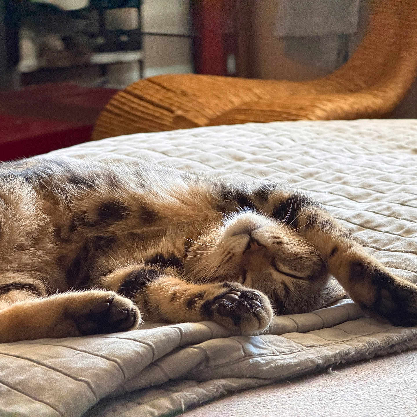 Cinnamon