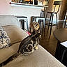 Cinnamon joined the competition — help win amazing prizes! animal, cat, couch, counter, cozy, curious, furniture, indoor, kitchen, kitten, living_room, magnet, pet, pillow, refrigerator, seated, stool, striped_fur, tabby, wood_floor