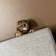 Cinnamon joined the competition — help win amazing prizes! animal, brown_wall, cat, claws, climbing, couch, curious, cute, feline, household, indoor, kitten, peeking, pets, playful, small, tabby, texture, whiskers, young