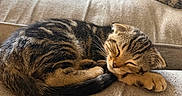 Cinnamon is registered to the contest to win money with this photo: cat, couch, cozy, cute, domestic_animal, feline, fur, home, indoor, kitten, nap, pet, pillow, relaxing, remote_control, resting, sleeping, small_animal, tabby, whiskers